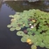 水清无鱼