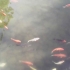 李爱民