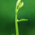 残竹遗韵