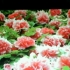 荣769