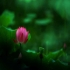 幸福的小龟