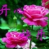 开心每一天201