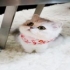 依恋123456