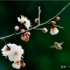 东方不白