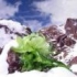 天山雪莲898