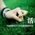 一叶菩提