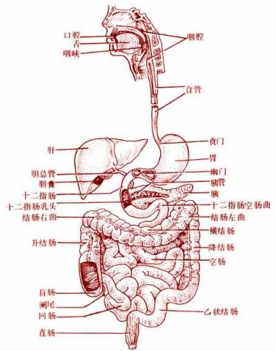 胃在人体的哪个地方(最好有图示)